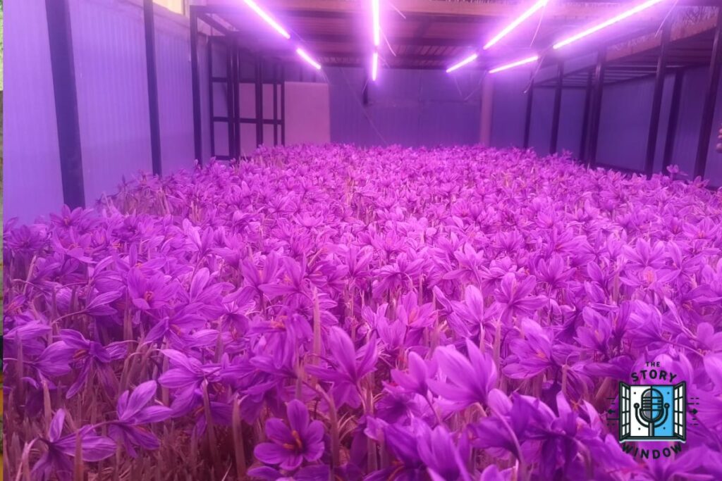 Saffron Farming